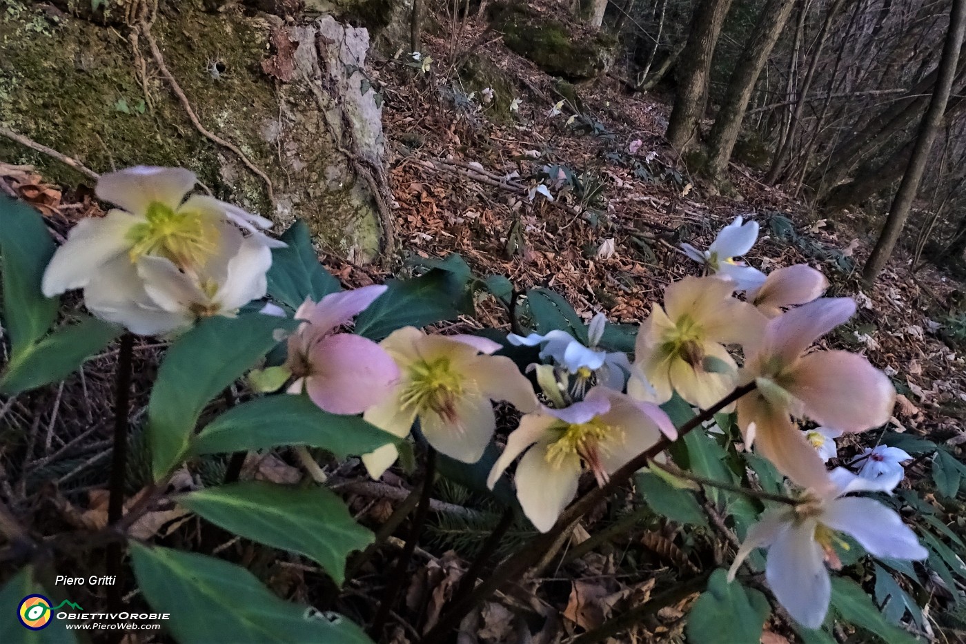 89 Spettacolo di ellebori in fiore.JPG